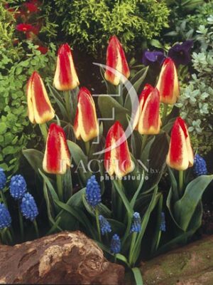 botanic stock photo Tulipa