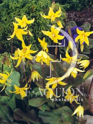 botanic stock photo Erythronium