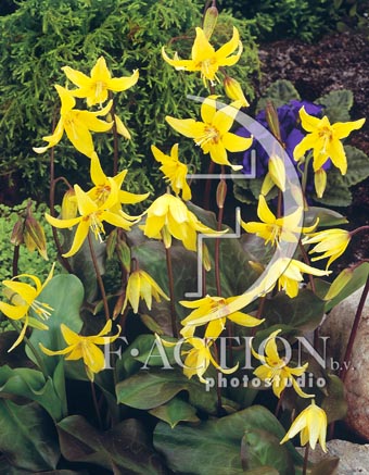 botanic stock photo Erythronium