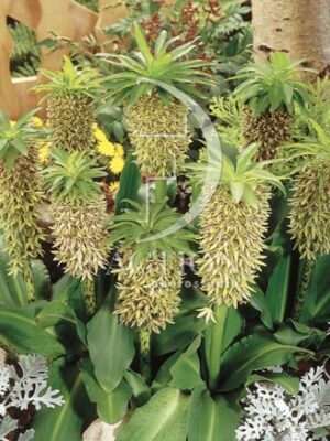 botanic stock photo Eucomis