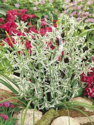 botanic stock photo Ornithogalum