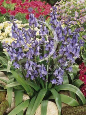 botanic stock photo Scilla