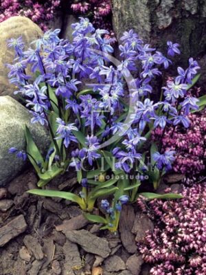 botanic stock photo Scilla