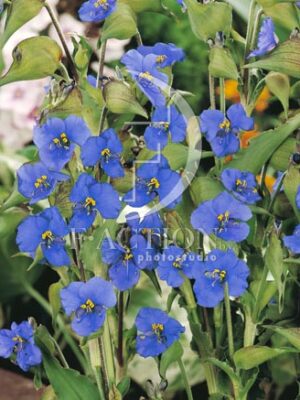 botanic stock photo Commelina