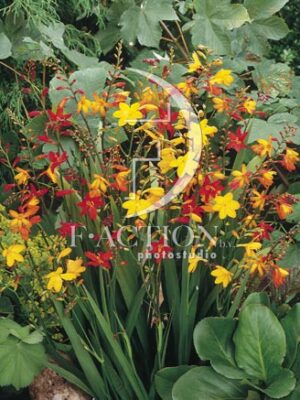 botanic stock photo Crocosmia