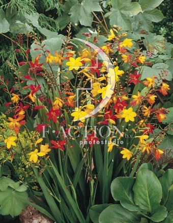 botanic stock photo Crocosmia