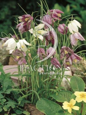 botanic stock photo Fritillaria