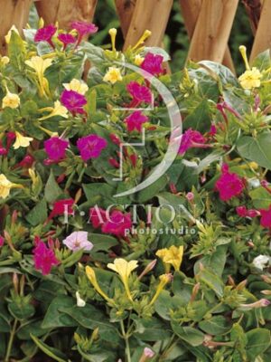 botanic stock photo Mirabilis