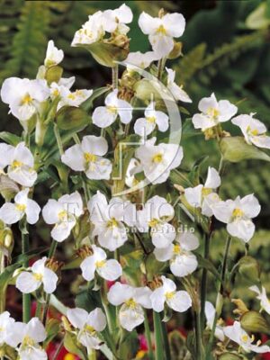botanic stock photo Commelina
