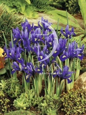 botanic stock photo Iris reticulata