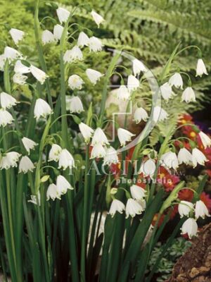 botanic stock photo Leucojum
