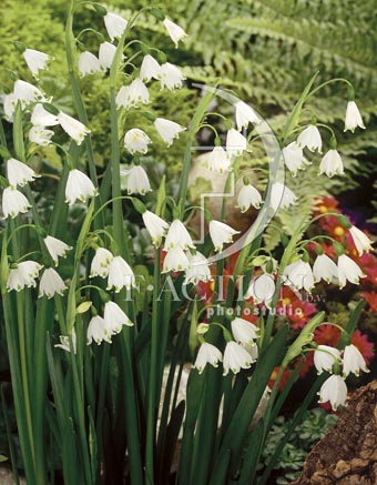 botanic stock photo Leucojum