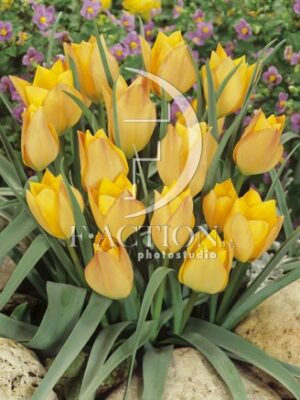 botanic stock photo Tulipa