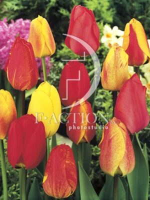 botanic stock photo Tulipa