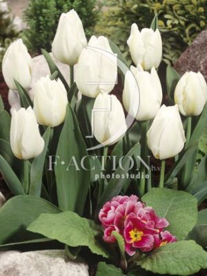 botanic stock photo Tulipa