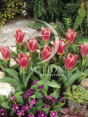 botanic stock photo Tulipa