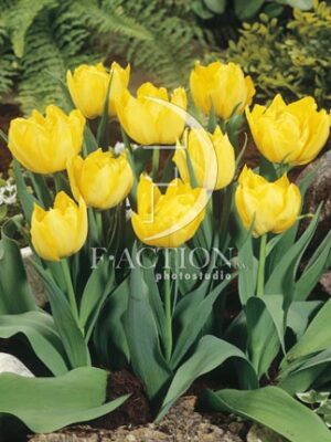 botanic stock photo Tulipa