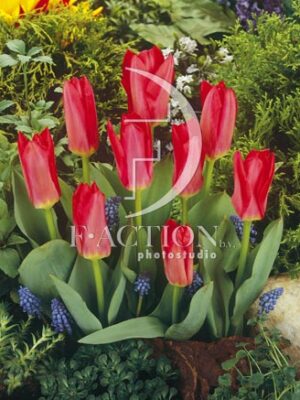 botanic stock photo Tulipa