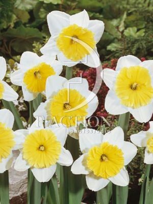 botanic stock photo Narcissus
