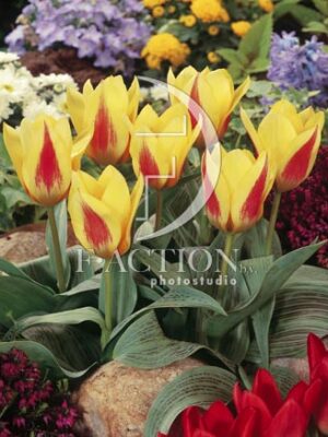 botanic stock photo Tulipa
