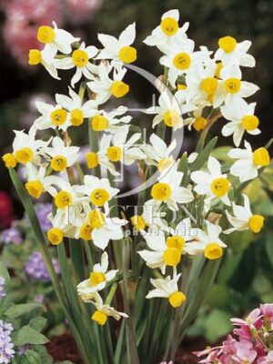 botanic stock photo Narcissus