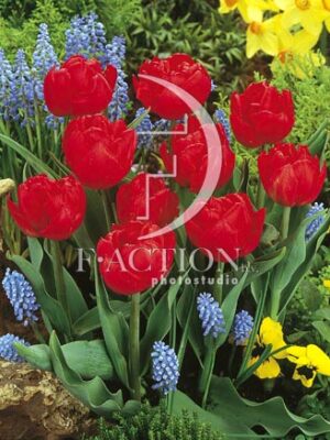botanic stock photo Tulipa