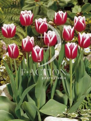 botanic stock photo Tulipa