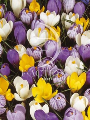 botanic stock photo Crocus