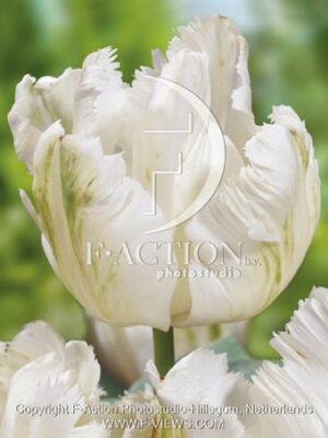 botanic stock photo Tulipa