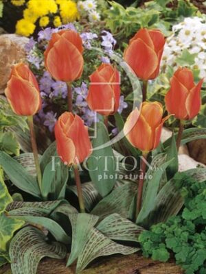 botanic stock photo Tulipa