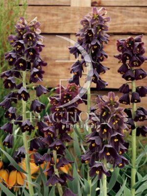 botanic stock photo Fritillaria