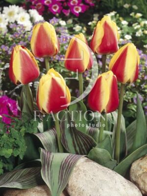 botanic stock photo Tulipa