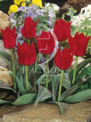 botanic stock photo Tulipa