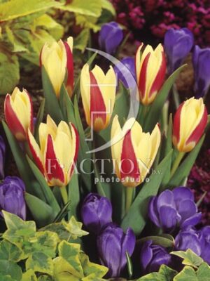 botanic stock photo Tulipa