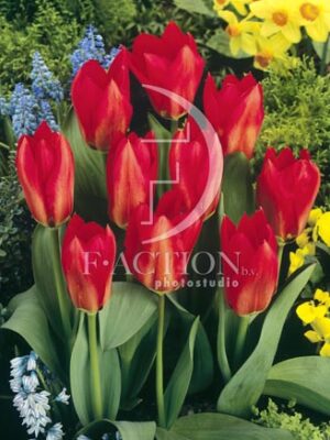 botanic stock photo Tulipa