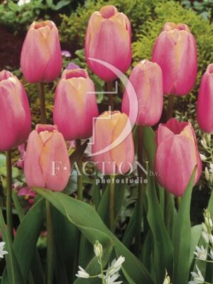 botanic stock photo Tulipa