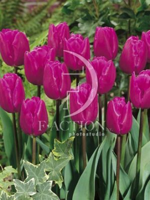 botanic stock photo Tulipa
