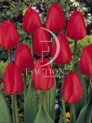 botanic stock photo Tulipa