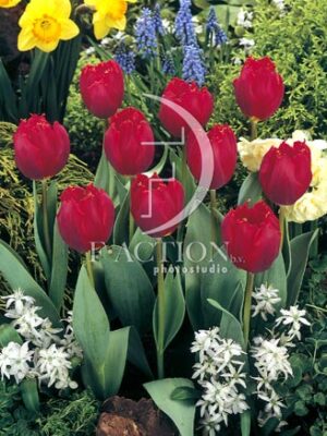 botanic stock photo Tulipa