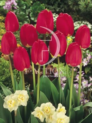 botanic stock photo Tulipa