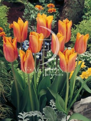 botanic stock photo Tulipa