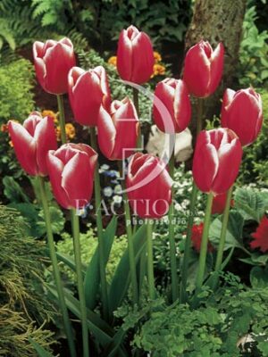 botanic stock photo Tulipa