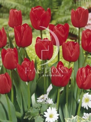 botanic stock photo Tulipa