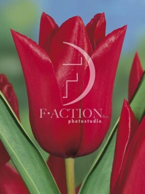 botanic stock photo Tulipa