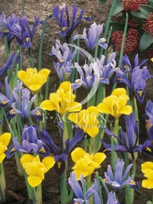 botanic stock photo Iris reticulata
