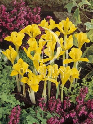botanic stock photo Iris