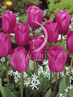 botanic stock photo Tulipa