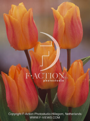 botanic stock photo Tulipa