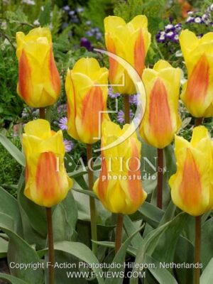 botanic stock photo Tulipa