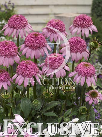 botanic stock photo Echinacea